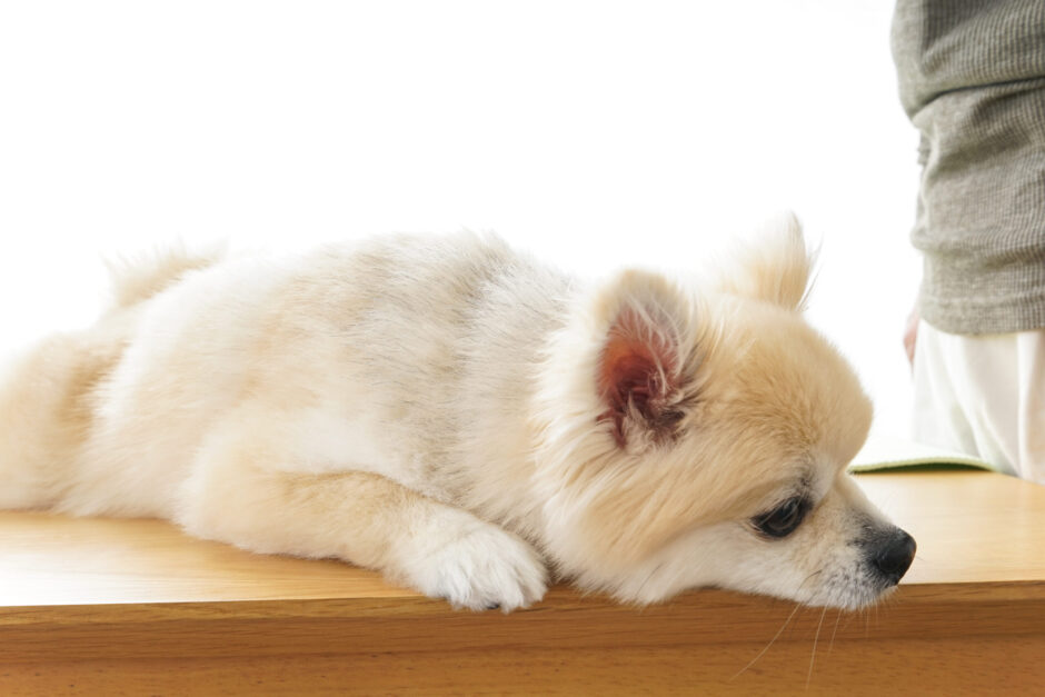 犬の逆くしゃみ（逆しゃっくり）とは？症状や原因、対処法を詳しく解説します