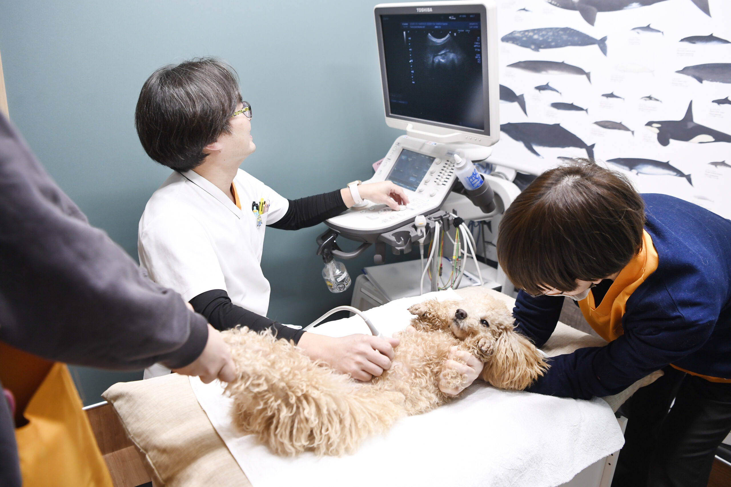 宝塚まりも動物病院photo