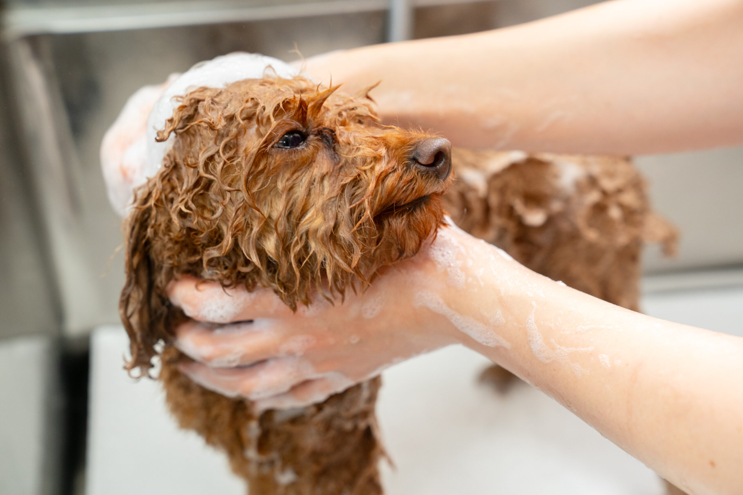 つつじヶ丘動物病院photo