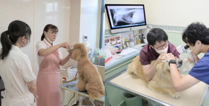 大田中央動物病院