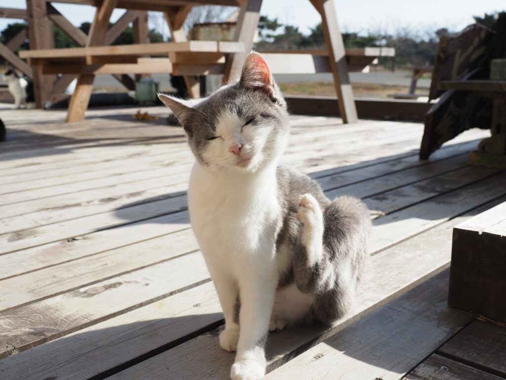 猫の皮膚にかさぶたができる原因