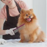 トリミングの手順｜当日の流れや所要時間、不安を減らすポイントを解説！