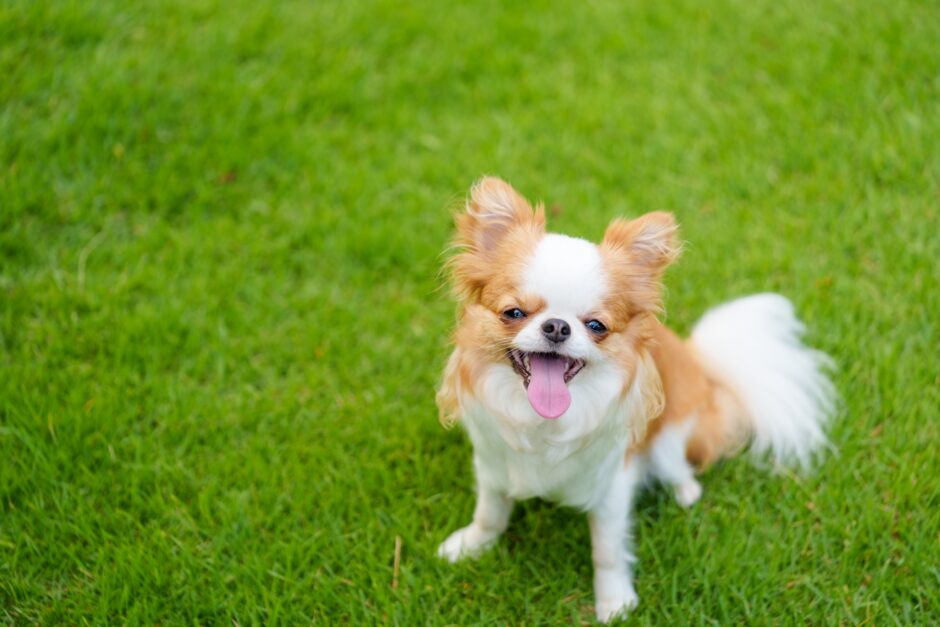 チワワをしつけ教室に通わせるメリットと効果を高めるコツを解説！