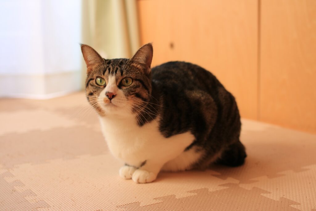 猫が歩かなくなる原因