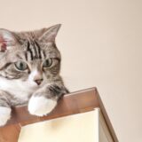 終末期の猫はご飯を食べない？理由や対処法、飼い主がしてあげられることとは