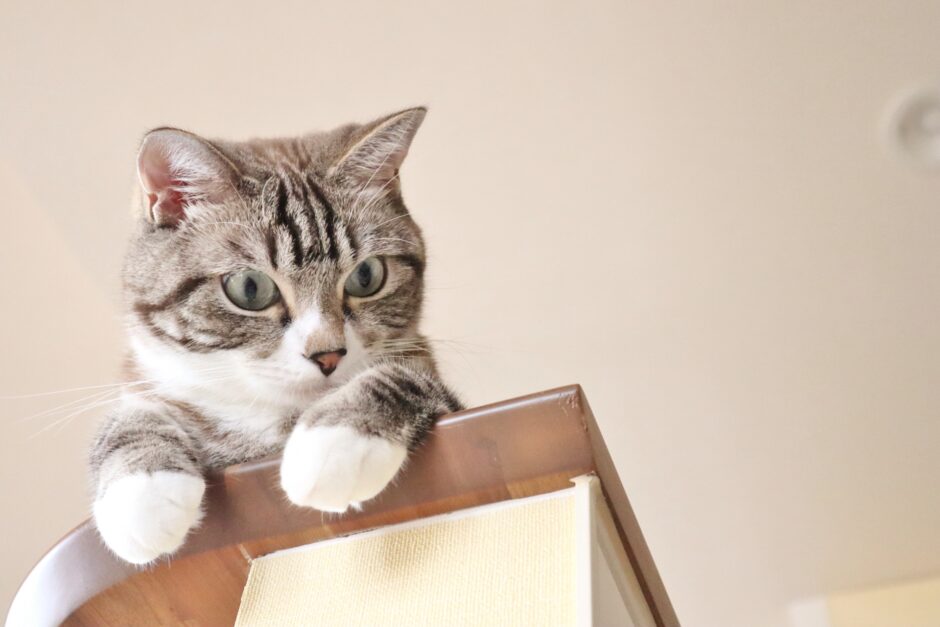 終末期の猫はご飯を食べない？理由や対処法、飼い主がしてあげられることとは