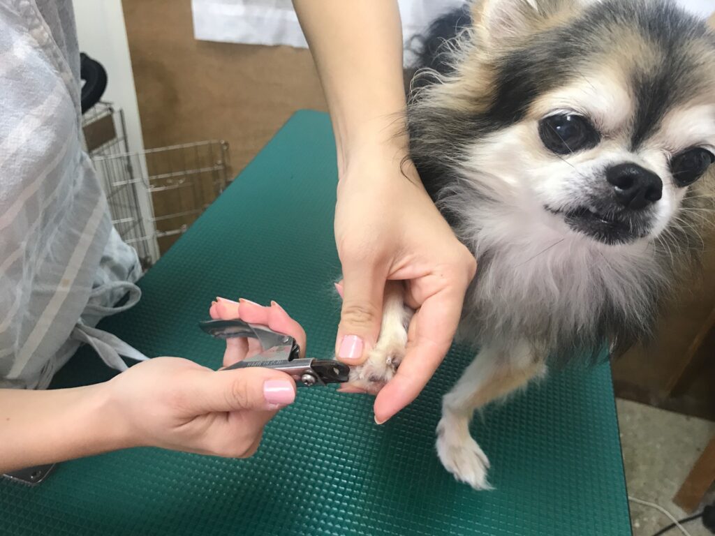 犬の爪の構造と神経の位置