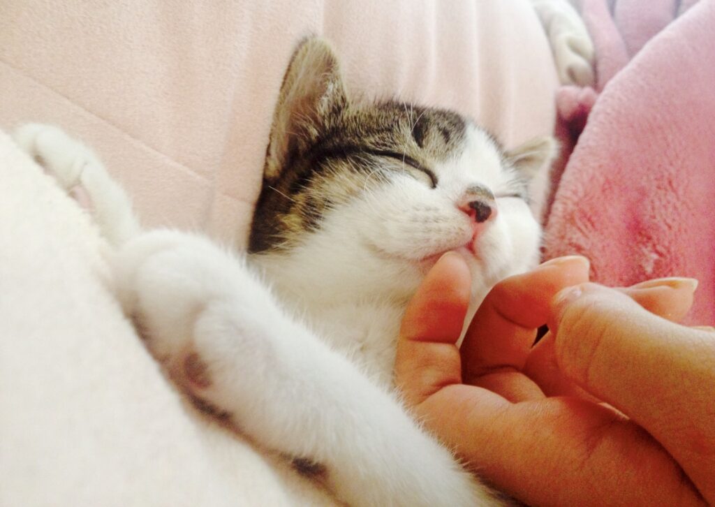 猫の鼻が濡れている理由