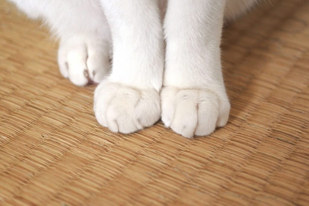 白い爪の猫