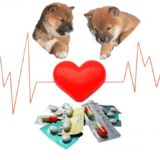 犬の心臓病に使われる薬の種類と効果は？副作用や費用負担も解説