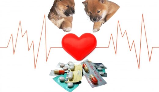 犬の心臓病に使われる薬の種類と効果は？副作用や費用負担も解説