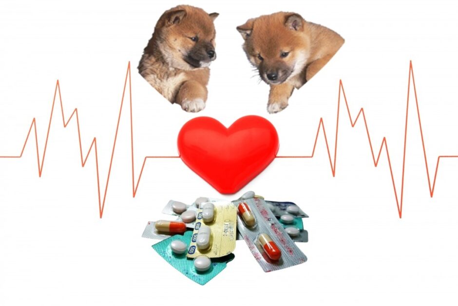 犬の心臓病に使われる薬の種類と効果は？副作用や費用負担も解説