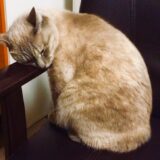 猫が歩かないのはなぜ？考えられる病気、治療の流れ、自宅での対処法などを解説