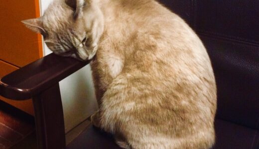 猫が歩かないのはなぜ？考えられる病気、治療の流れ、自宅での対処法などを解説