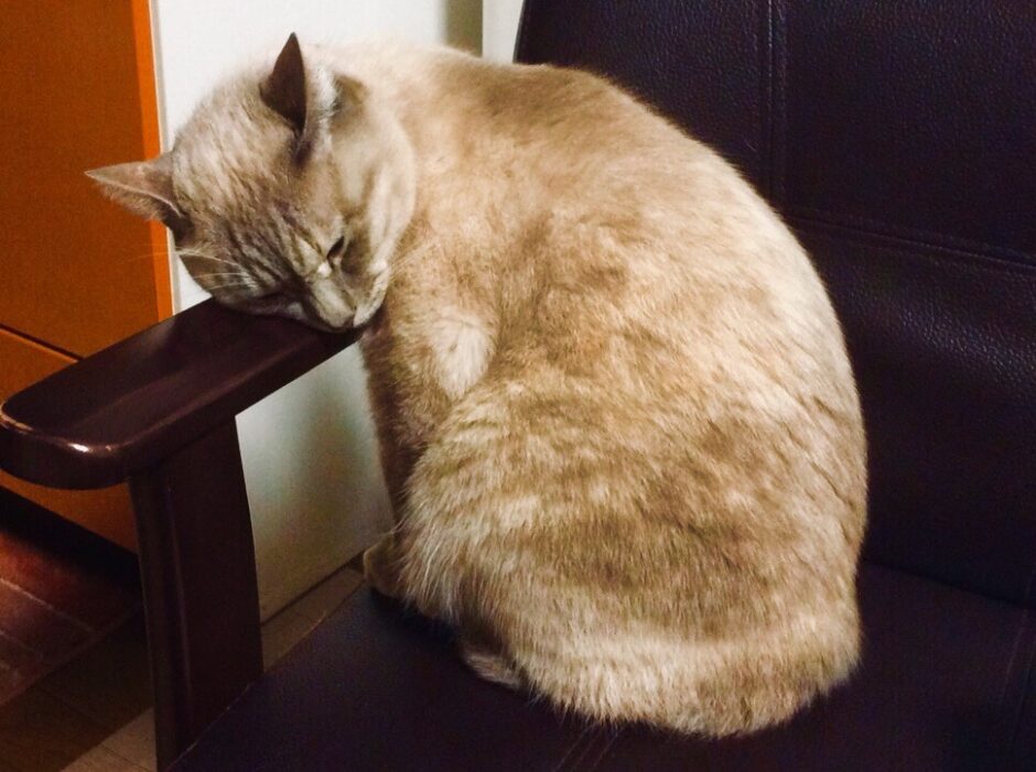 猫が歩かないのはなぜ？考えられる病気、治療の流れ、自宅での対処法などを解説