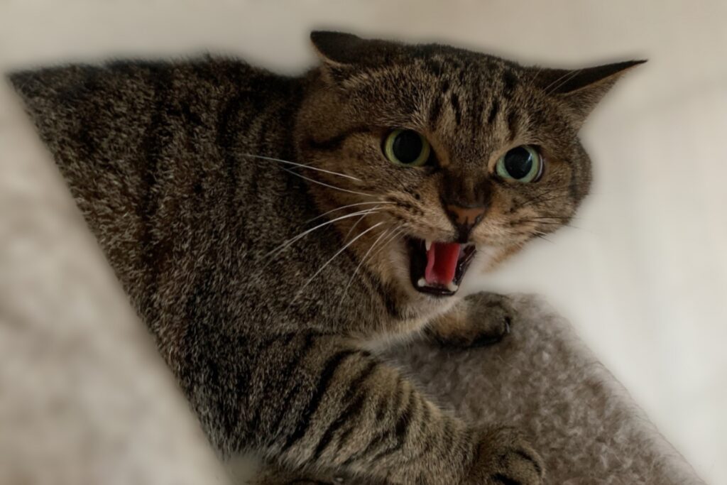 動物病院でペットが暴れる理由