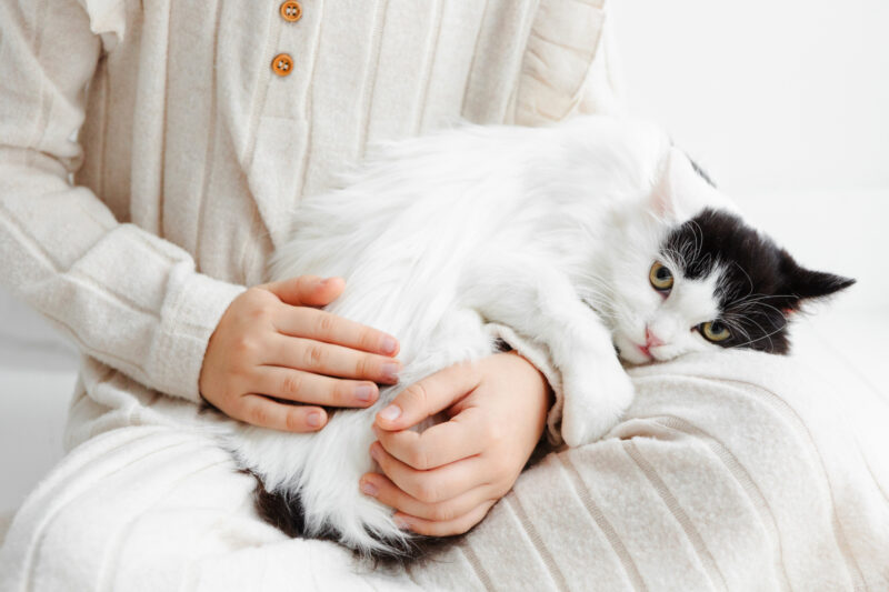 膝の上で丸まる猫
