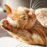 猫の皮膚にかさぶたができる原因｜考えられる病気や治療の流れ、再発防止策とは