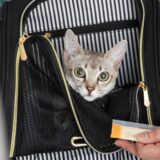 猫をペットホテルに1ヶ月預ける際のホテルの選び方や注意点を解説