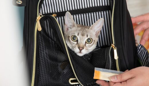 猫をペットホテルに1ヶ月預ける際のホテルの選び方や注意点を解説