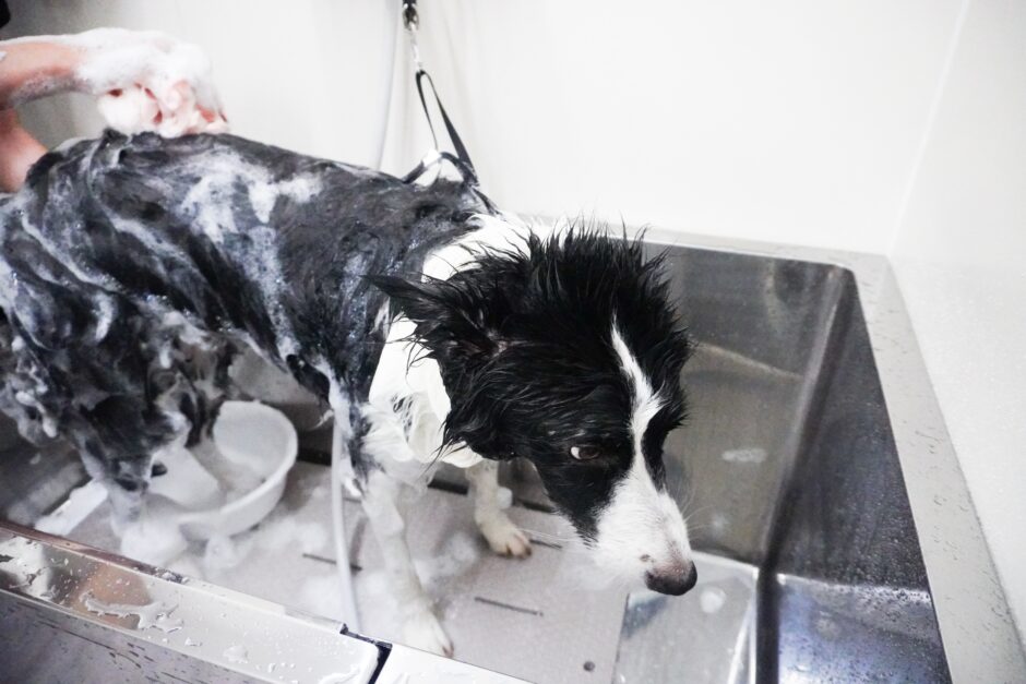 トリミングサロンでシャンプーのみ頼みたい！利用のメリットや注意点とは