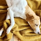 犬のしつけ教室は疲れる？疲れ方や飼い主ができる対策を解説します