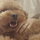 動物病院でペットが暴れるのはなぜ?対処法や予防策などを解説