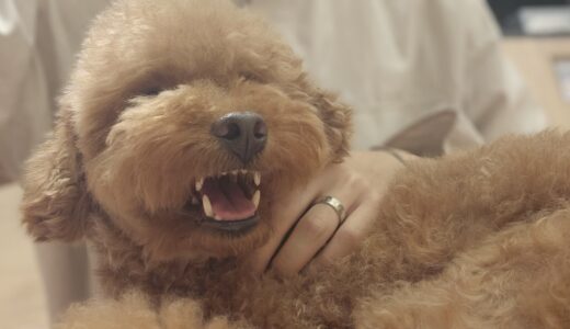 動物病院でペットが暴れるのはなぜ？対処法や予防策などを解説