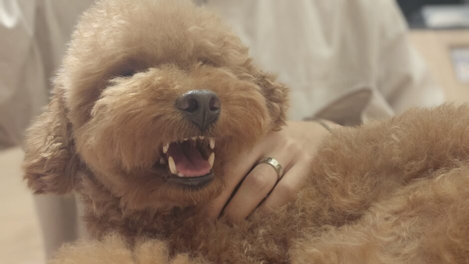 動物病院でペットが暴れるのはなぜ？対処法や予防策などを解説