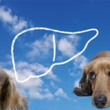 犬のGGTが高いときに考えられる病気とは？原因や治療方法、日常生活での注意点を解説