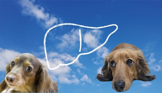 犬のGGTが高いときに考えられる病気とは？原因や治療方法、日常生活での注意点を解説