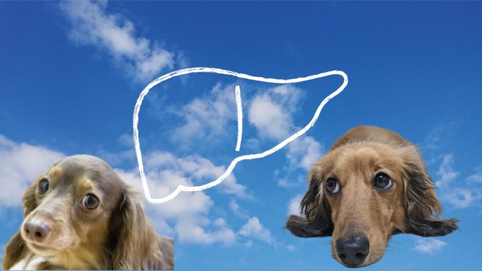 犬のGGTが高いときに考えられる病気とは？原因や治療方法、日常生活での注意点を解説