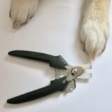 犬の爪の神経はどこまで？傷つけない爪切りの方法と出血した場合の応急処置とは