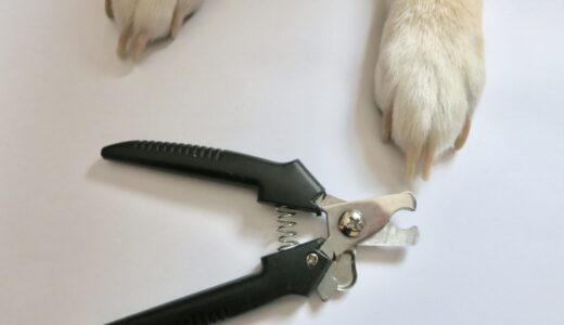 犬の爪の神経はどこまで？傷つけない爪切りの方法と出血した場合の応急処置とは