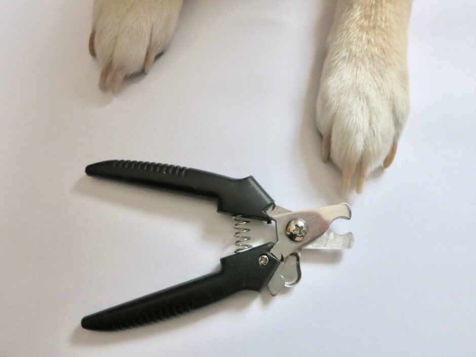 犬の爪の神経はどこまで？傷つけない爪切りの方法と出血した場合の応急処置とは