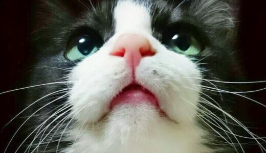 猫の鼻が濡れてるのはなぜ？健康な状態と病気の違い、動物病院を受診すべきケースを解説