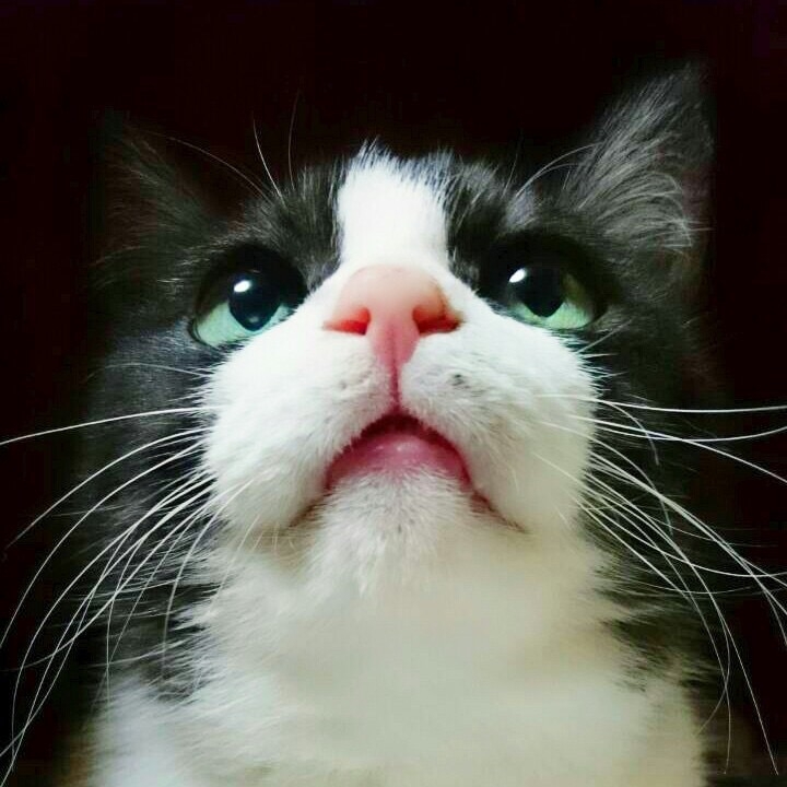 猫の鼻が濡れてるのはなぜ？健康な状態と病気の違い、動物病院を受診すべきケースを解説