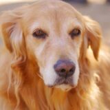 犬の前立腺がん｜症状や受診目安、治療法、早期発見の重要性を解説