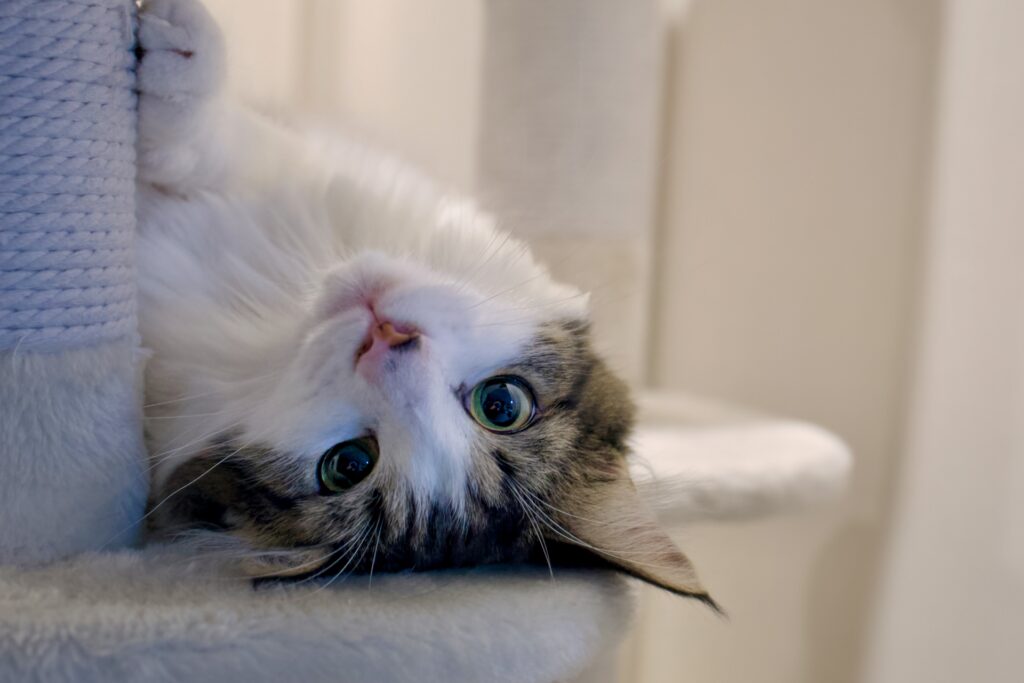 こちらを見る猫