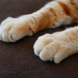 猫の爪が剥がれるのは大丈夫？原因や考えられる病気、対処法とは