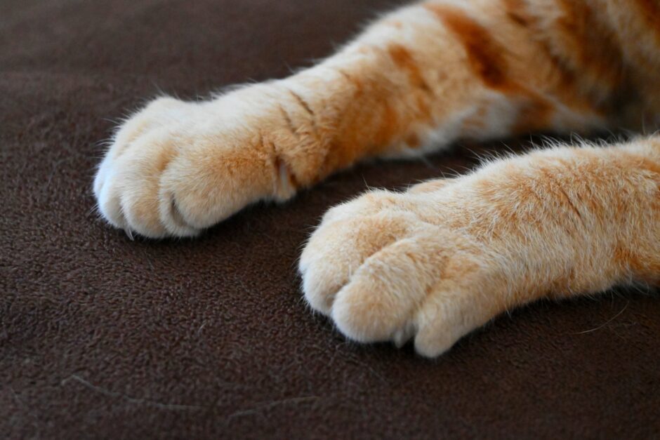 猫の爪が剥がれるのは大丈夫？原因や考えられる病気、対処法とは