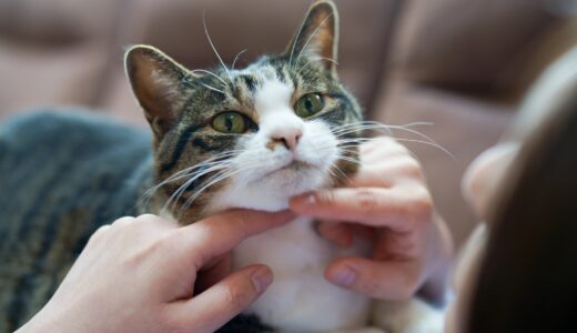 猫の目やにが茶色いのは正常？チェックポイントや対処法、予防方法も解説