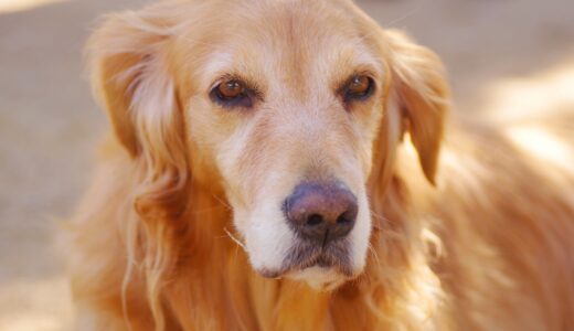 犬の前立腺がん｜症状や受診目安、治療法、早期発見の重要性を解説