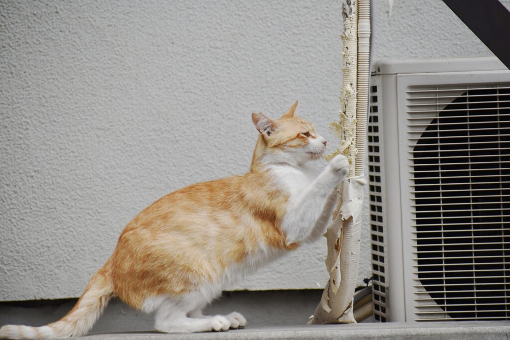 外で爪を研ぐ猫