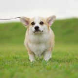 犬の心臓病のステージとは？進行段階ごとの特徴や治療・生活の注意点を解説
