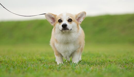犬の心臓病のステージとは？進行段階ごとの特徴や治療・生活の注意点を解説
