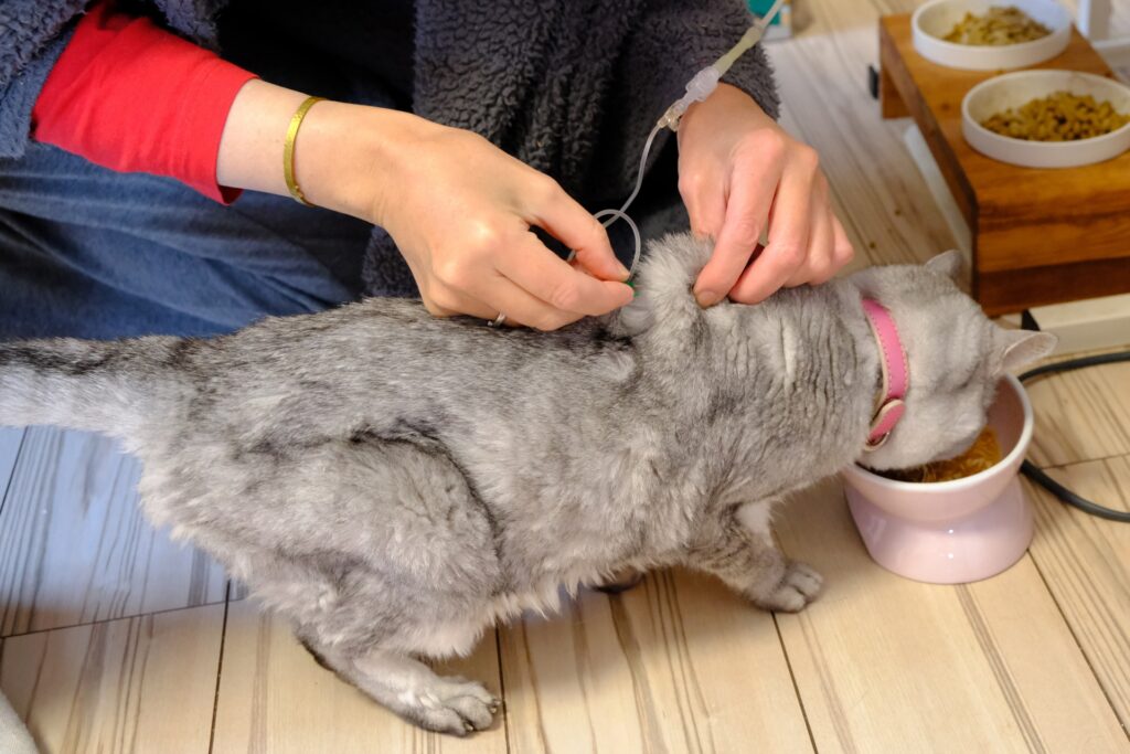 毛ずくろいする猫