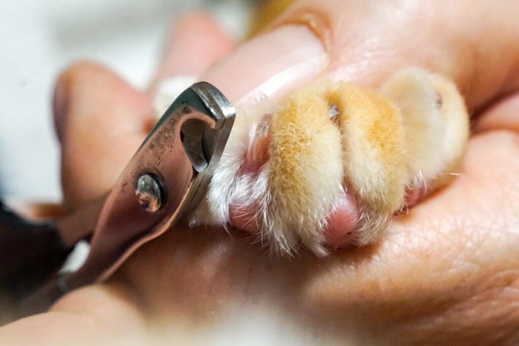 猫の爪の手入れ