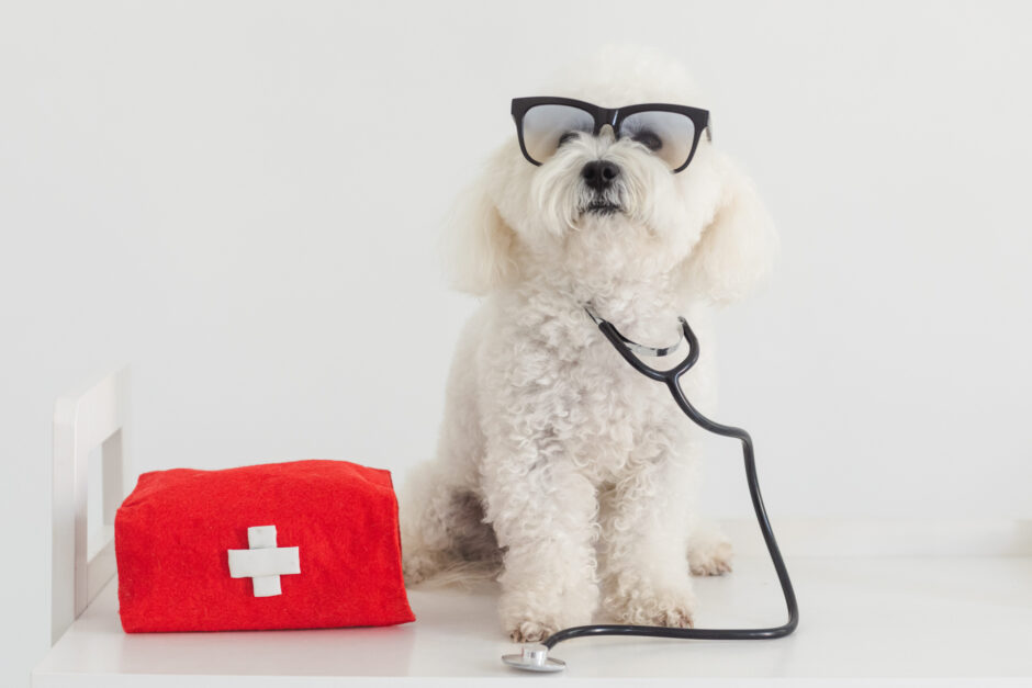 動物病院での透析治療が必要な病気や費用、治療の流れをわかりやすく解説