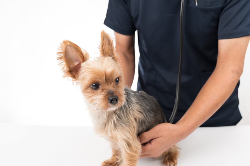 警戒している犬